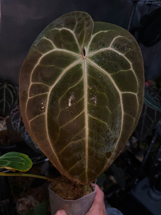 Anthurium ‘Red Crystallinum’ (SKG) × besseae aff.
