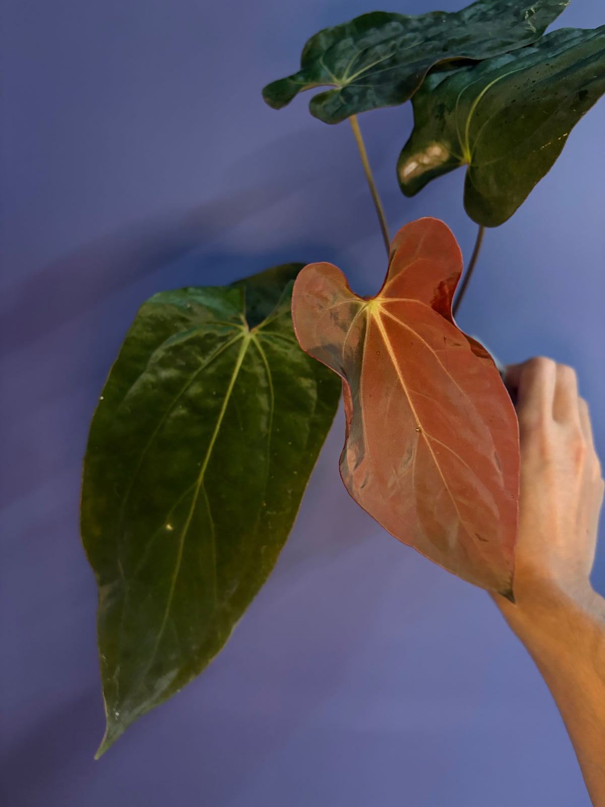 Anthurium Antolakii/BVEP (Round × Felix) × Papi (RL × FS)