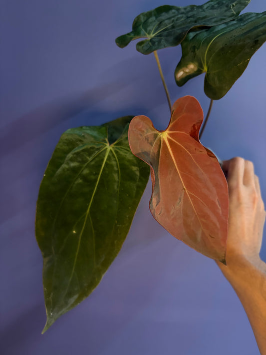 Anthurium Antolakii/BVEP (Round × Felix) × Papi (RL × FS)