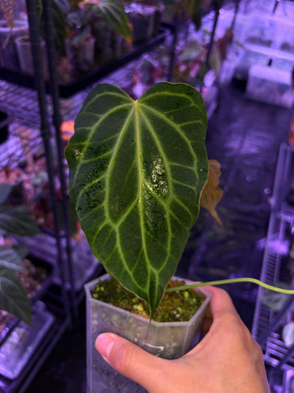 Anthurium clarinervium (mutated) #3