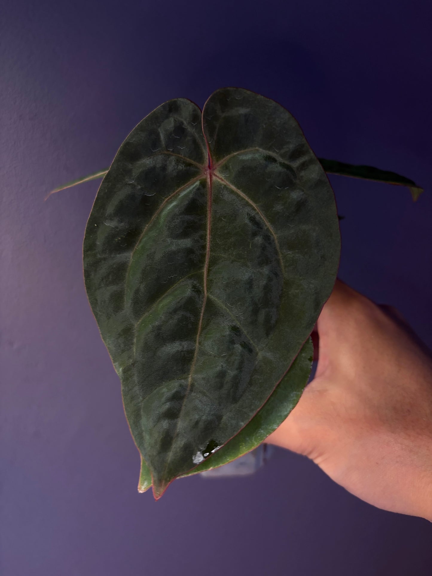 Anthurium hoffmannii ‘Bloodmoon’
