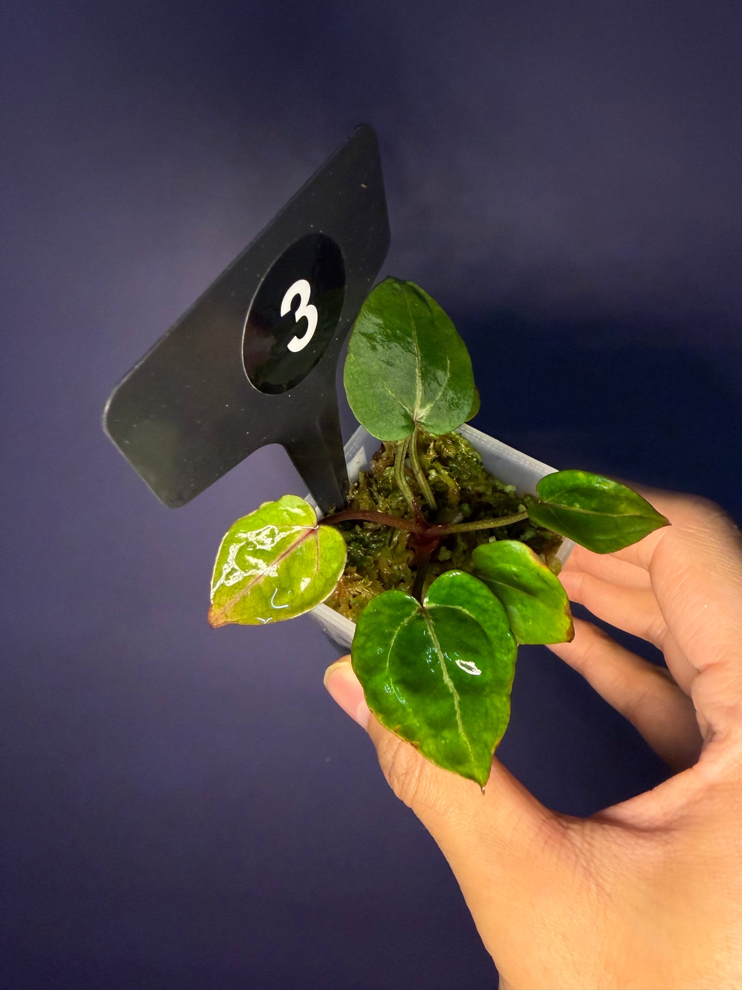 Anthurium Red Crystallinum [Mathiux] F2