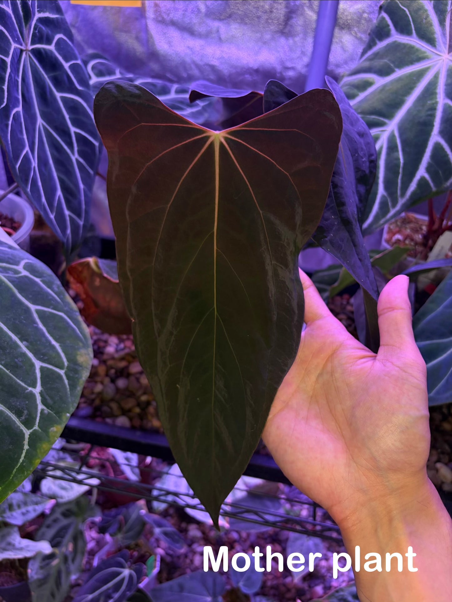 Anthurium papillilaminum ‘Ralph Lynam’ S1 (selected #1)