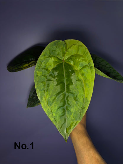 Anthurium papillilaminum var. × luxurians