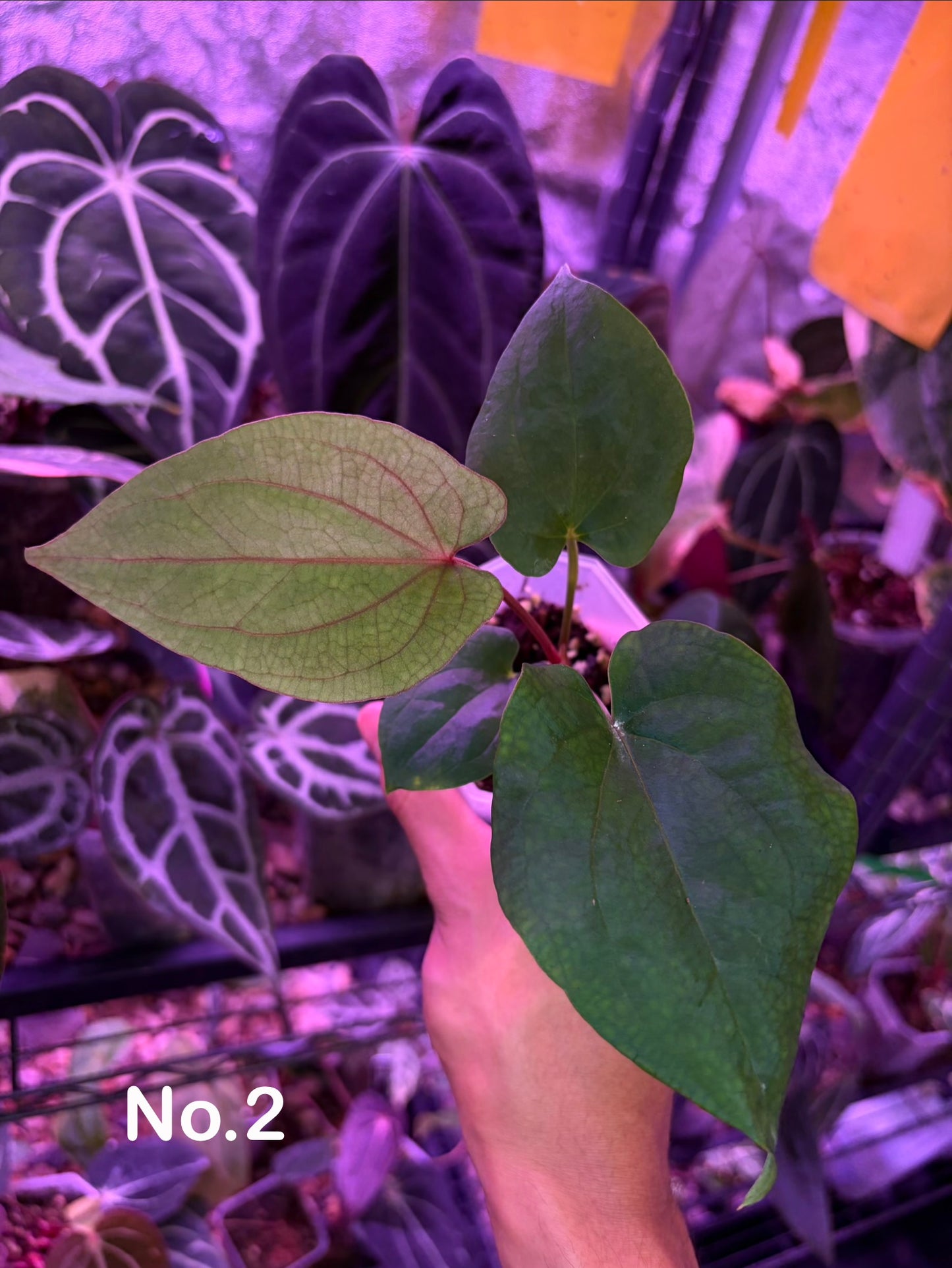 Anthurium ‘Red Vein Dark Phoenix’ × kunayalense