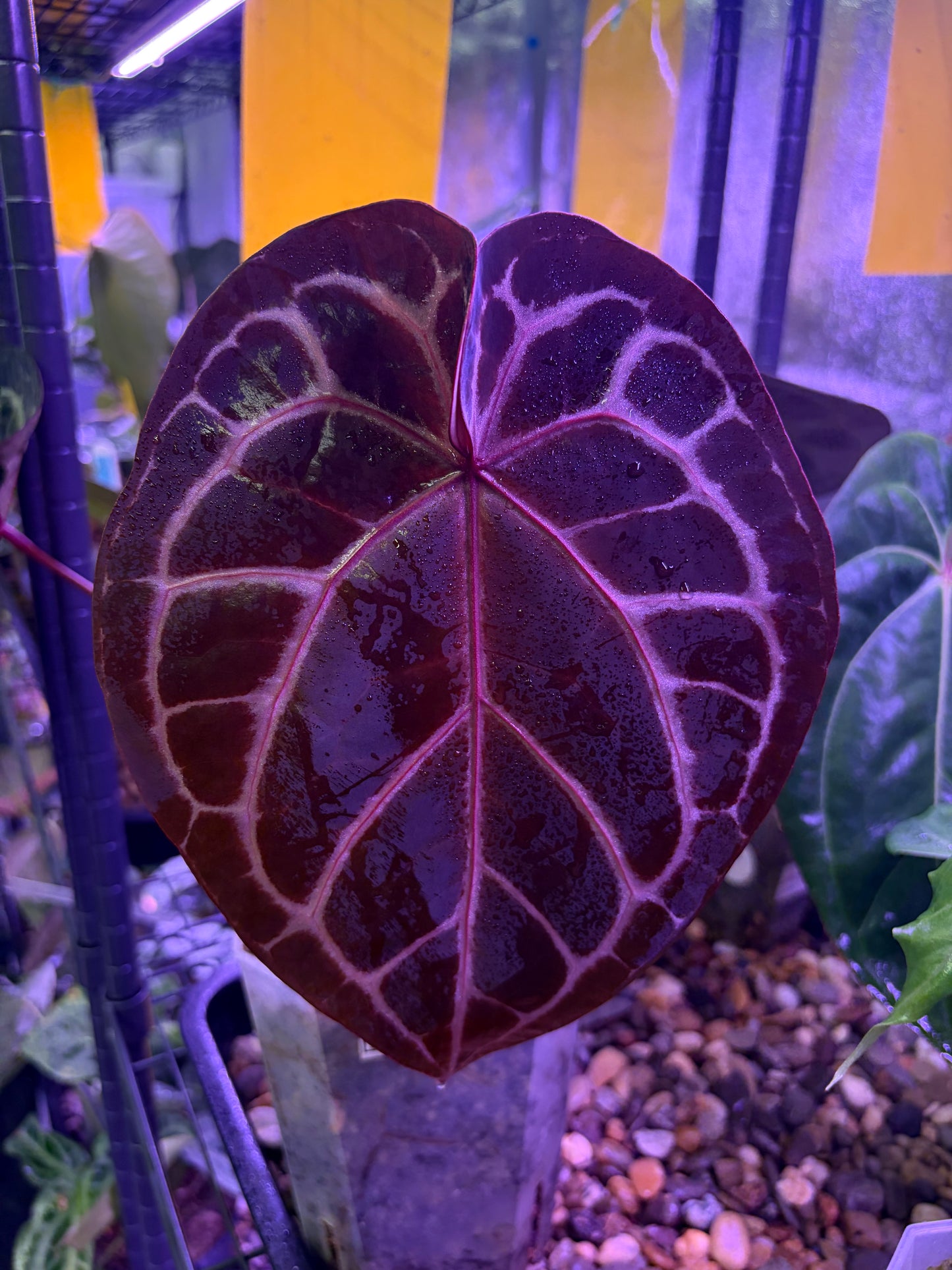 DocBlock Michelle - mother plant