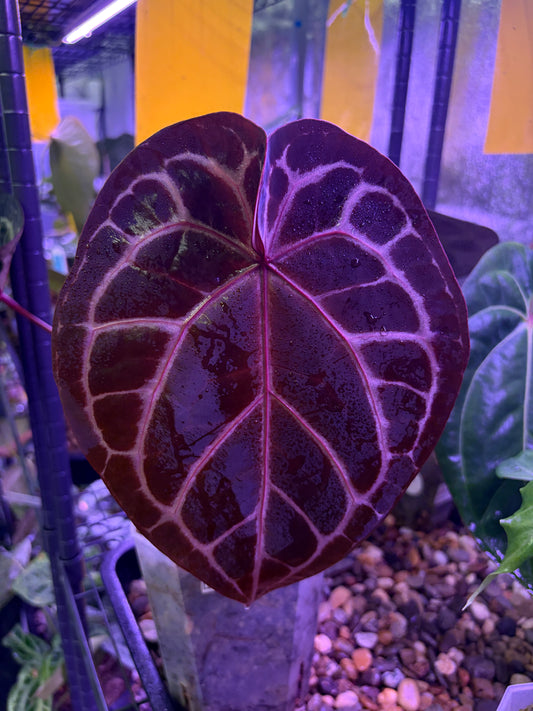 DocBlock Michelle - mother plant