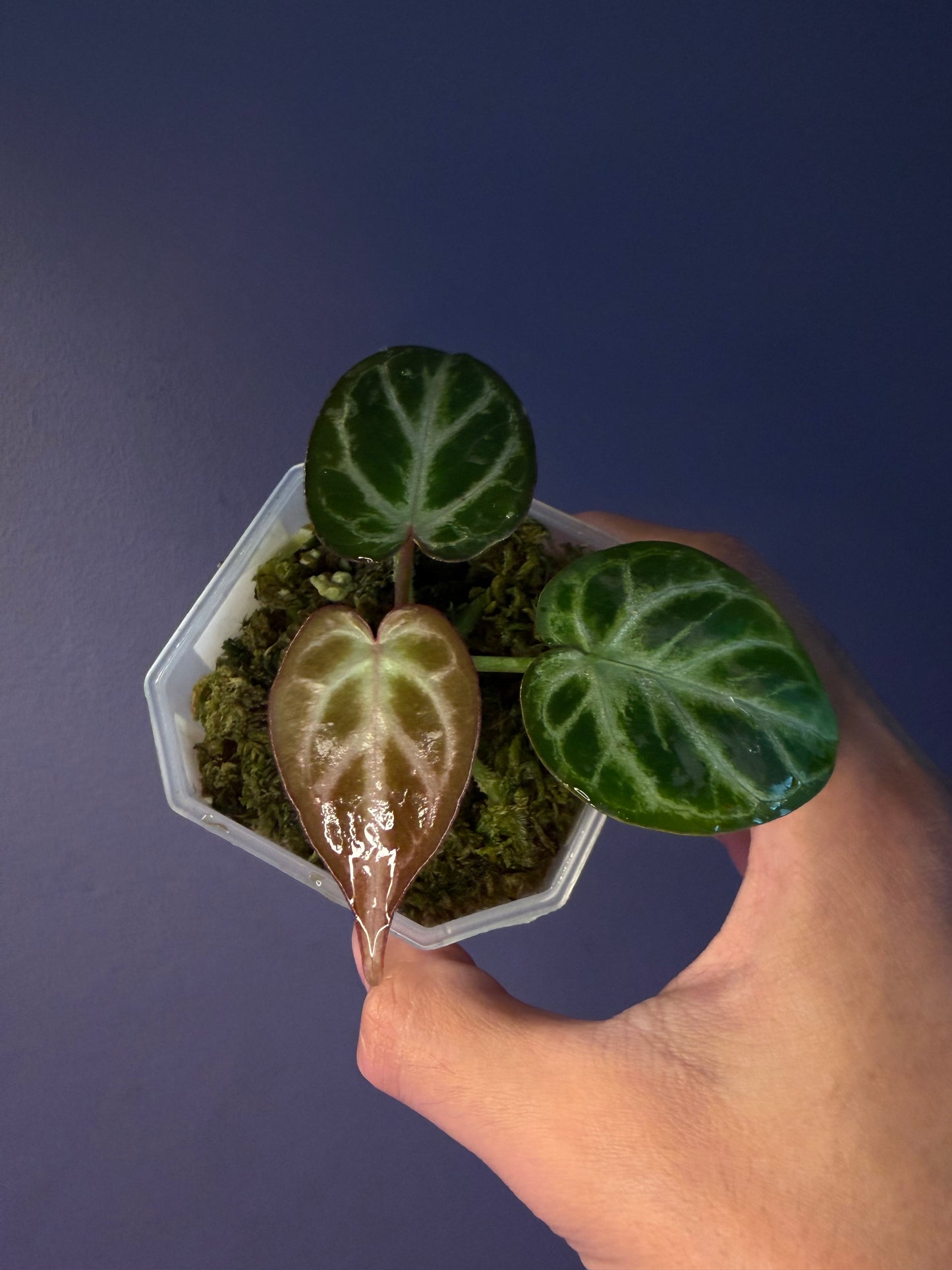 Anthurium ‘Silver purple’