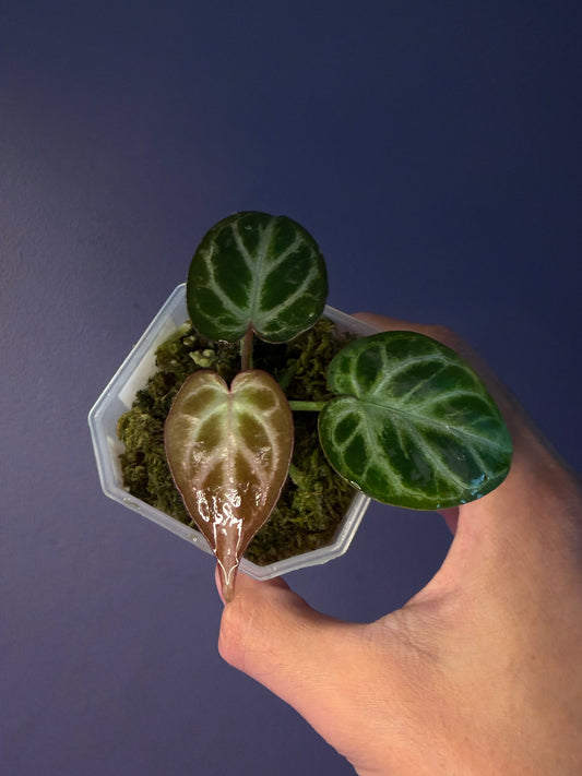 Anthurium ‘Silver purple’