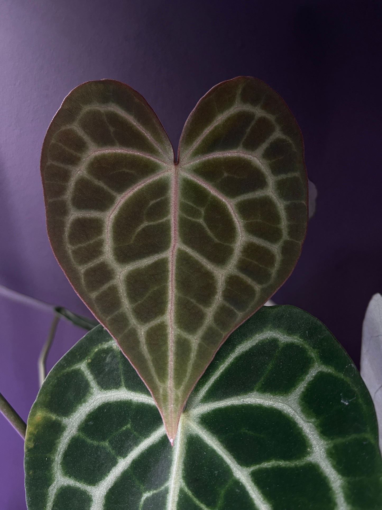 Anthurium queen clarinervium