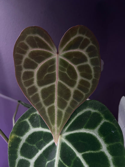 Anthurium queen clarinervium
