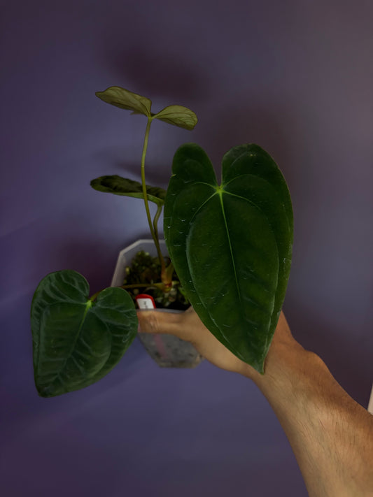Anthurium papillilaminum RA6 - clone
