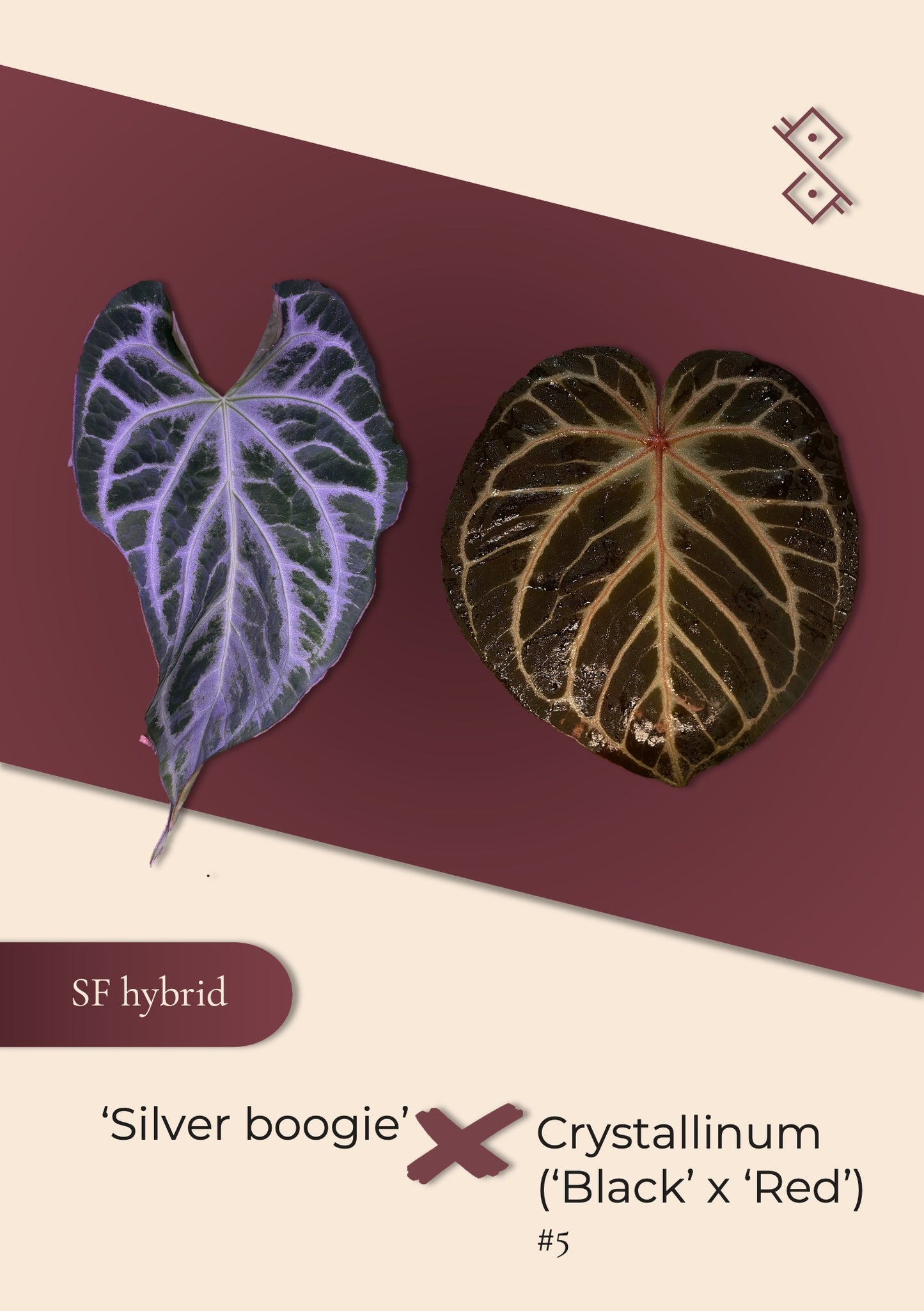 Seedling: ‘Silver boogie’ × Crystallinum (‘black’ × ‘red’) #5