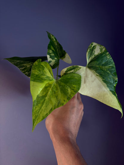 Anthurium Pterodactyl variegata
