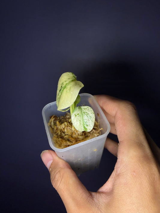 Monstera ‘White monster’