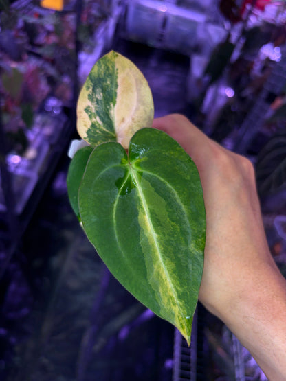 Anthurium papillilaminum var. × carlablackiae