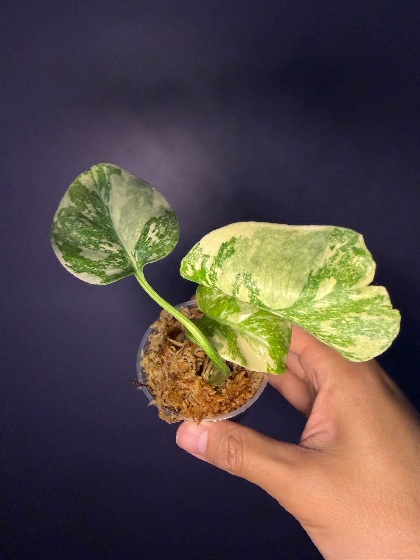 Monstera Thai Constellation (high variegated)