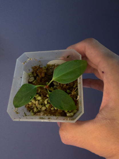 Anthurium portillae ‘Dorito’ S1