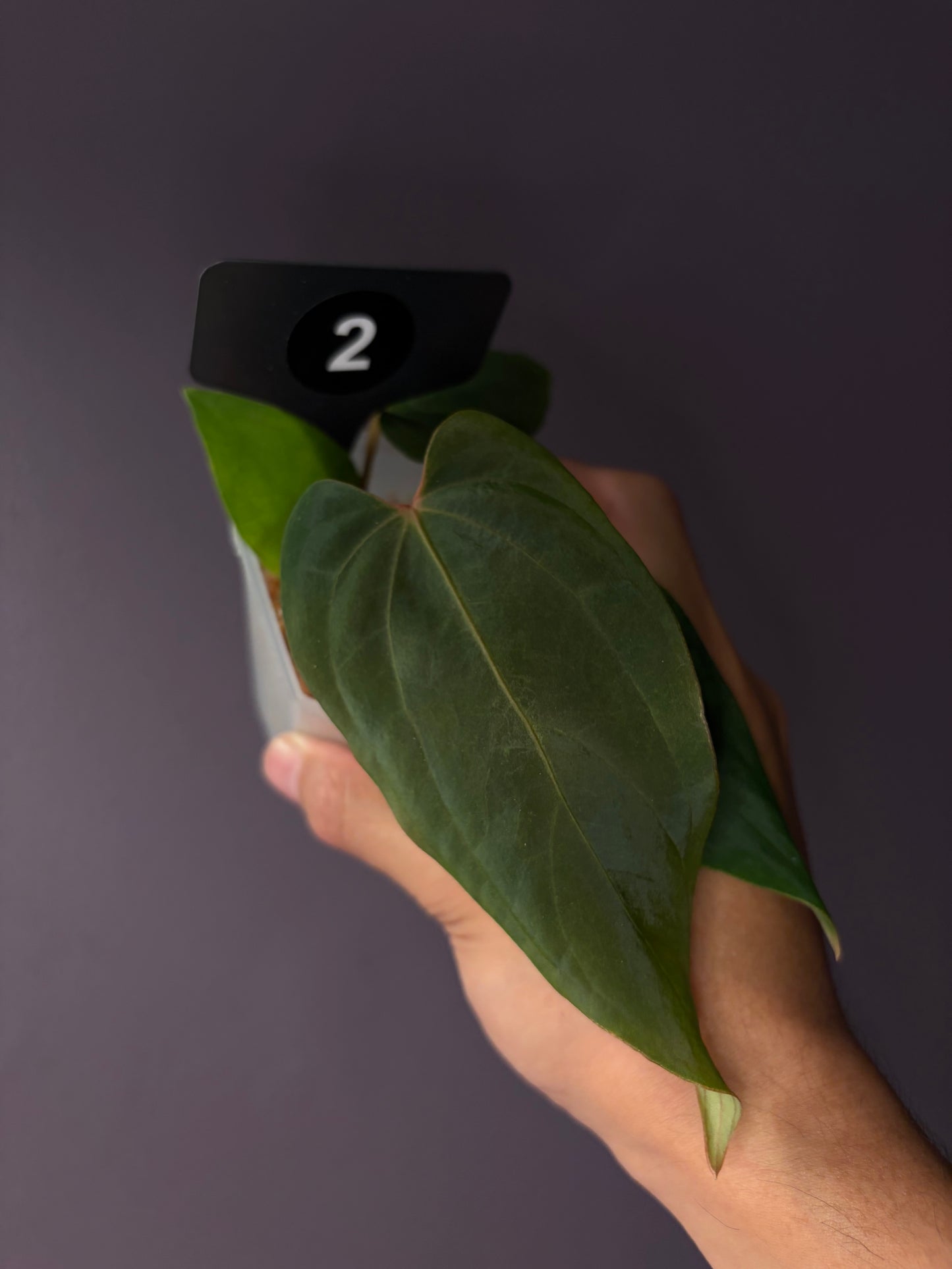 Anthurium ‘Midnight Velvet’ × antolakii ‘Tezula’