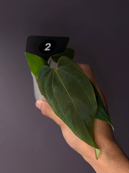 Anthurium ‘Midnight Velvet’ × antolakii ‘Tezula’