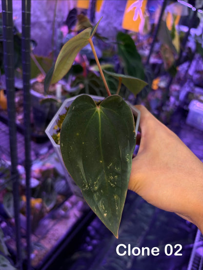 Anthurium BVEP (OG2 × OG1) - clone