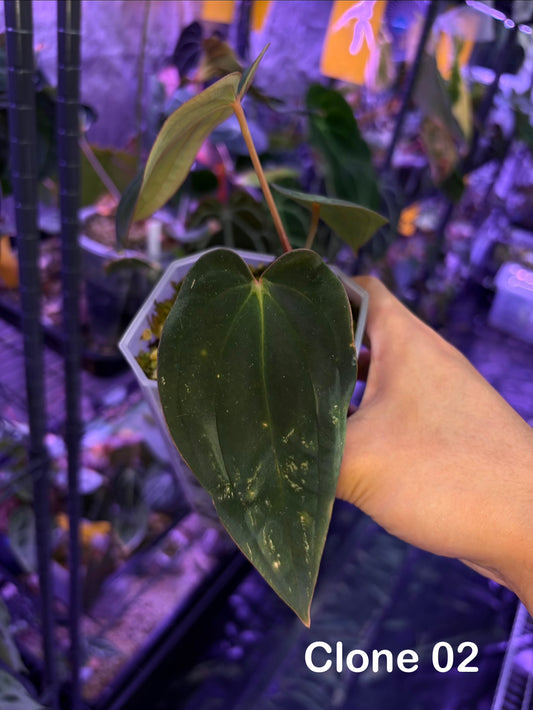 Anthurium BVEP (OG2 × OG1) - clone