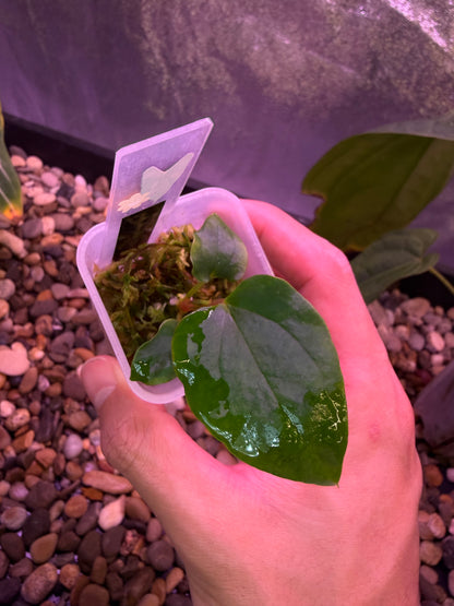 Anthurium (RL x FS) ‘Rouge’ x self