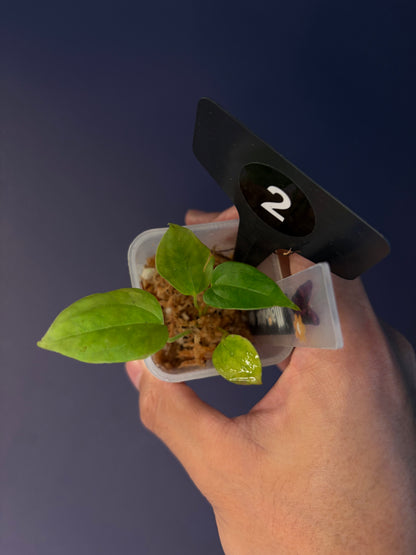 Anthurium subsignatum velvet × papillilaminum ‘Ralph Lynam’