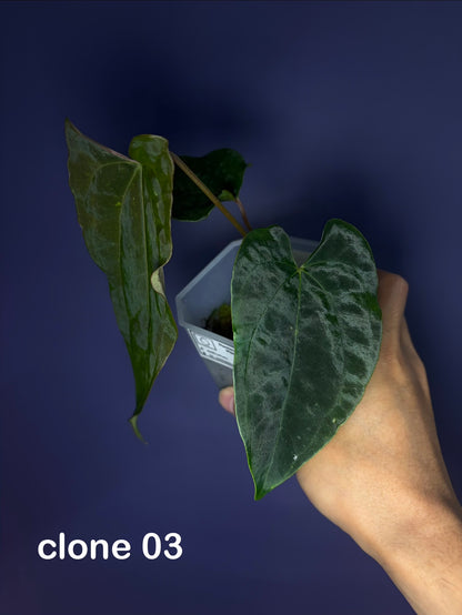 Anthurium papillilaminum ‘Ralph Lynam’ × self (selected #4)