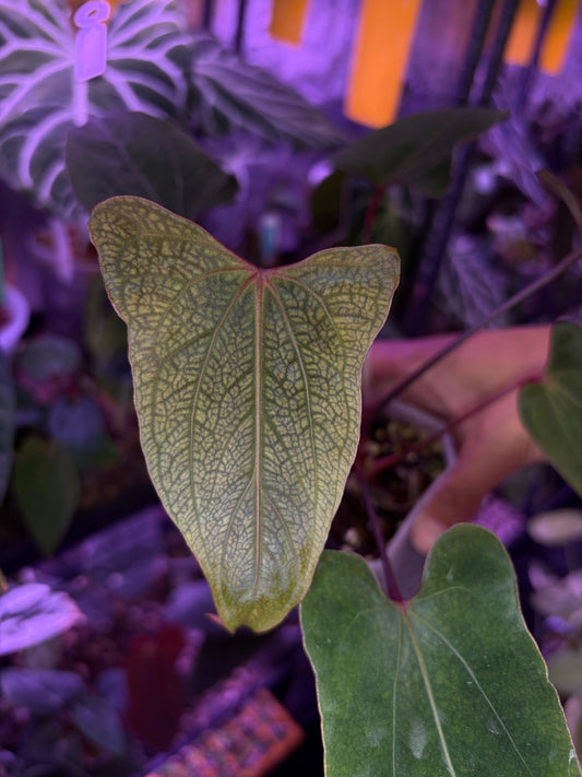 Anthurium ‘Nagini’ - clone