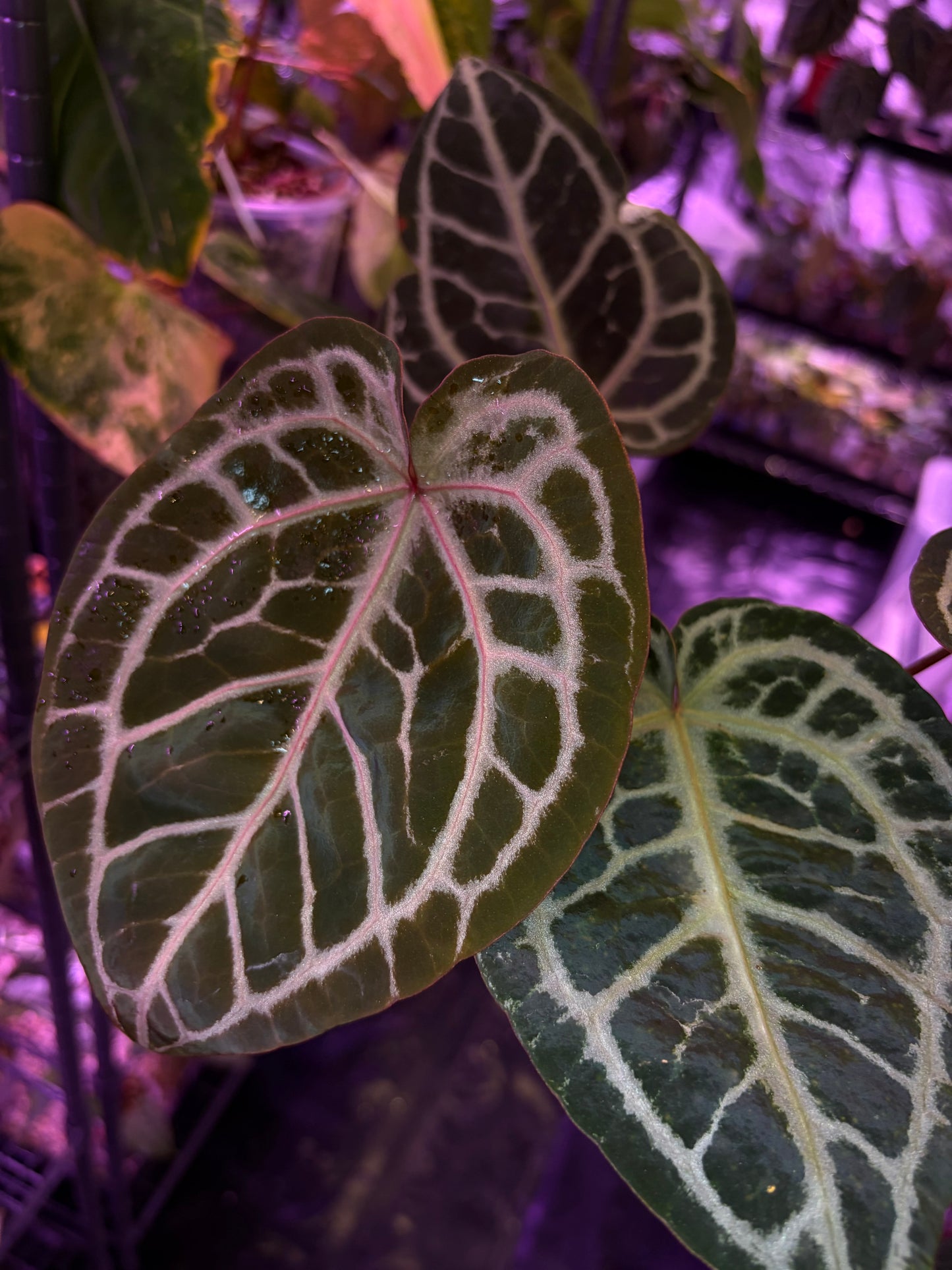 DocBlock Minerva '20' × Michelle '10'