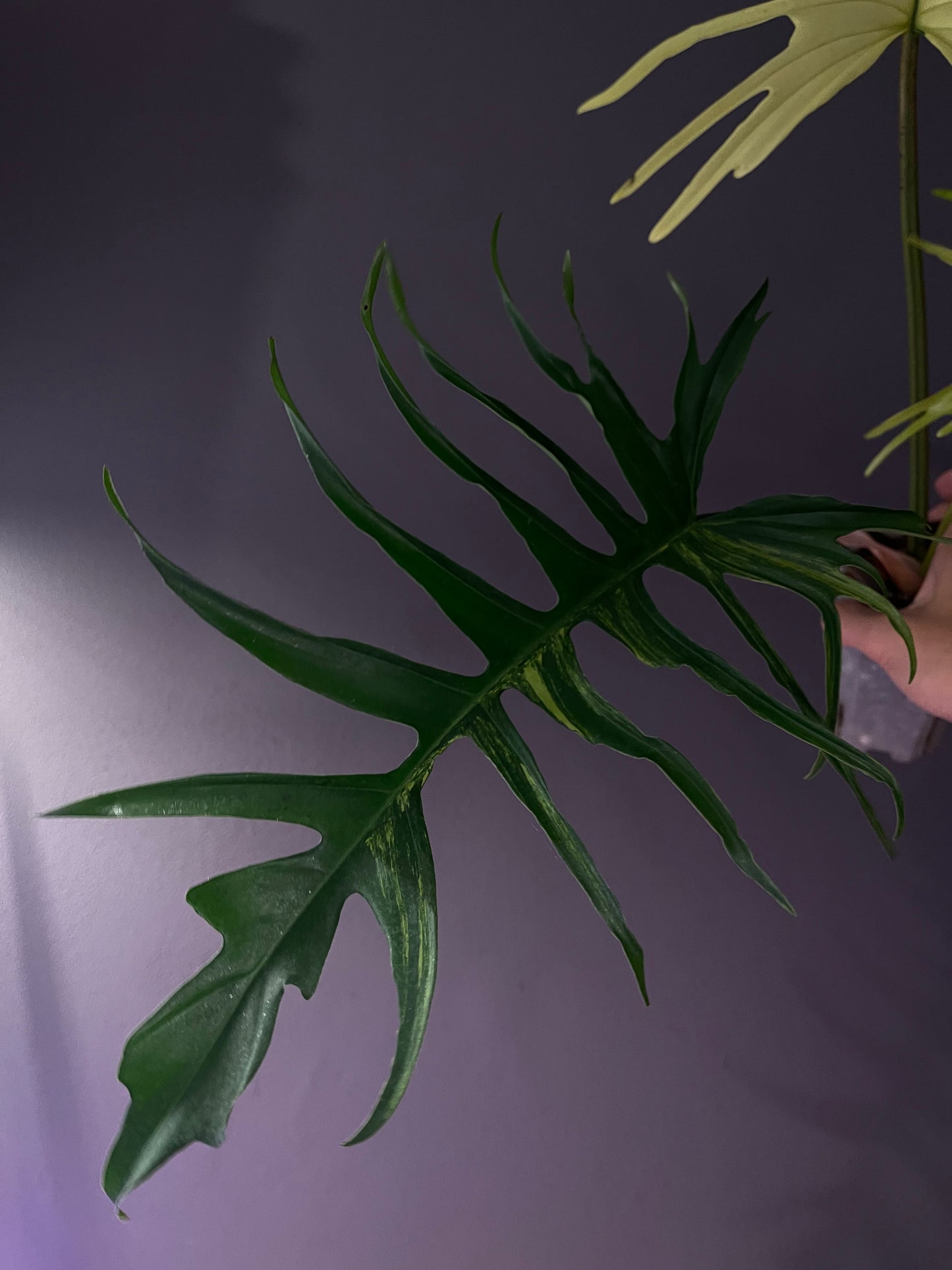 Philodendron Florida Beauty × Tortum Variegata