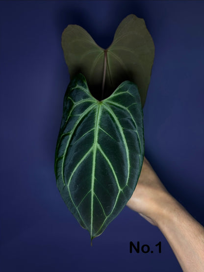 Anthurium besseae aff. - open sinus