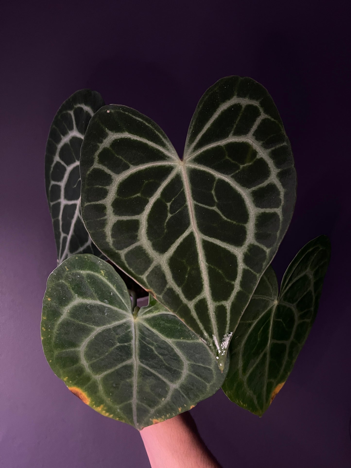 Anthurium queen clarinervium
