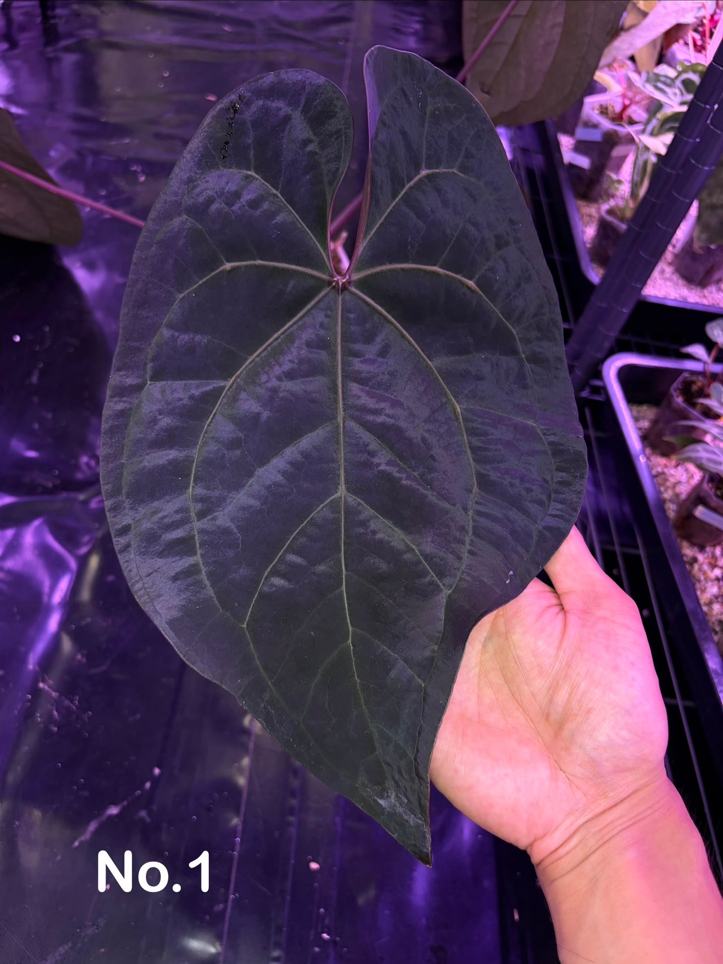 Anthurium Ace of spades ‘Tezula’  (Dark form) clone - mother plant