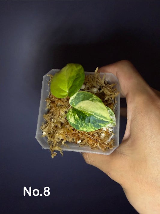 Anthurium forgetii ‘Australia’ var. × ‘Ace of Spades’ (dark form)