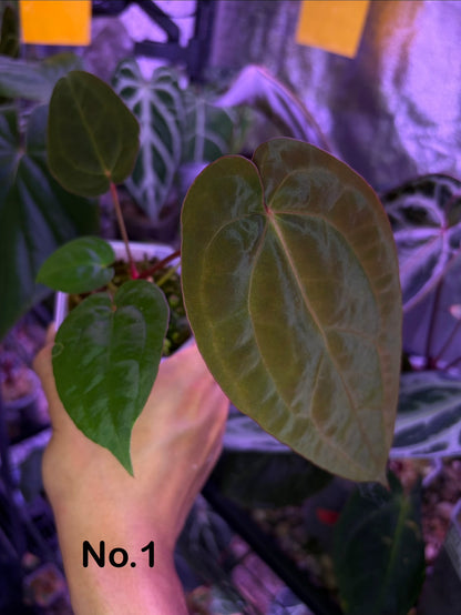 Anthurium BVIT × ‘Red Spider’