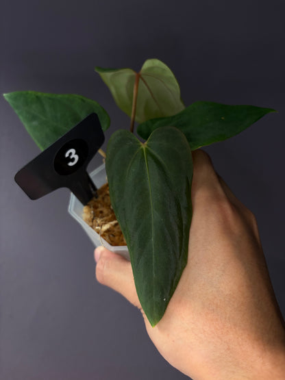 Anthurium ‘Midnight Velvet’ × antolakii ‘Tezula’