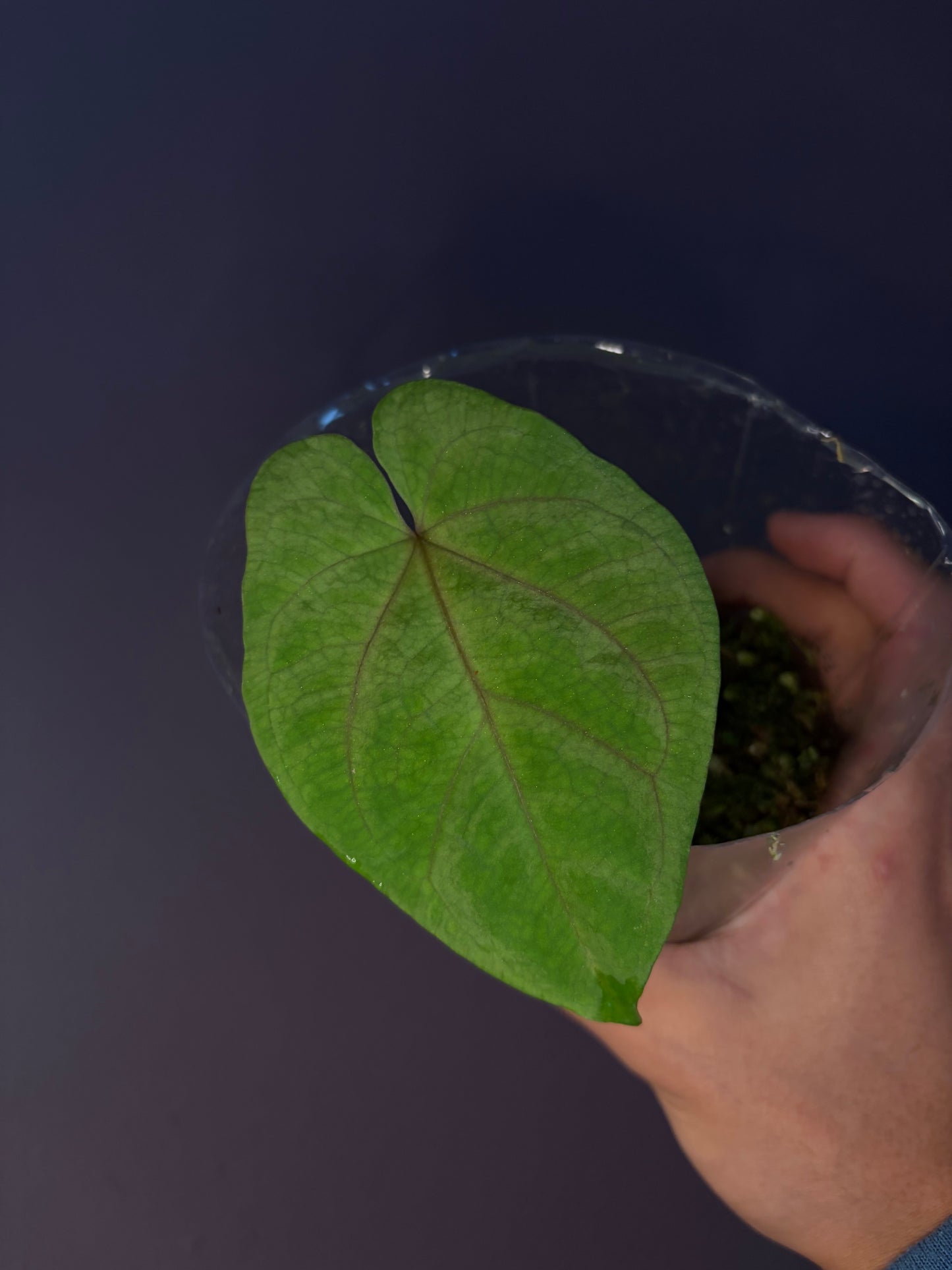 Anthurium ‘Red Vein Dark Phoenix’ × kunayalense