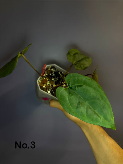 Anthurium Ace of spades (DF × DF) - clone