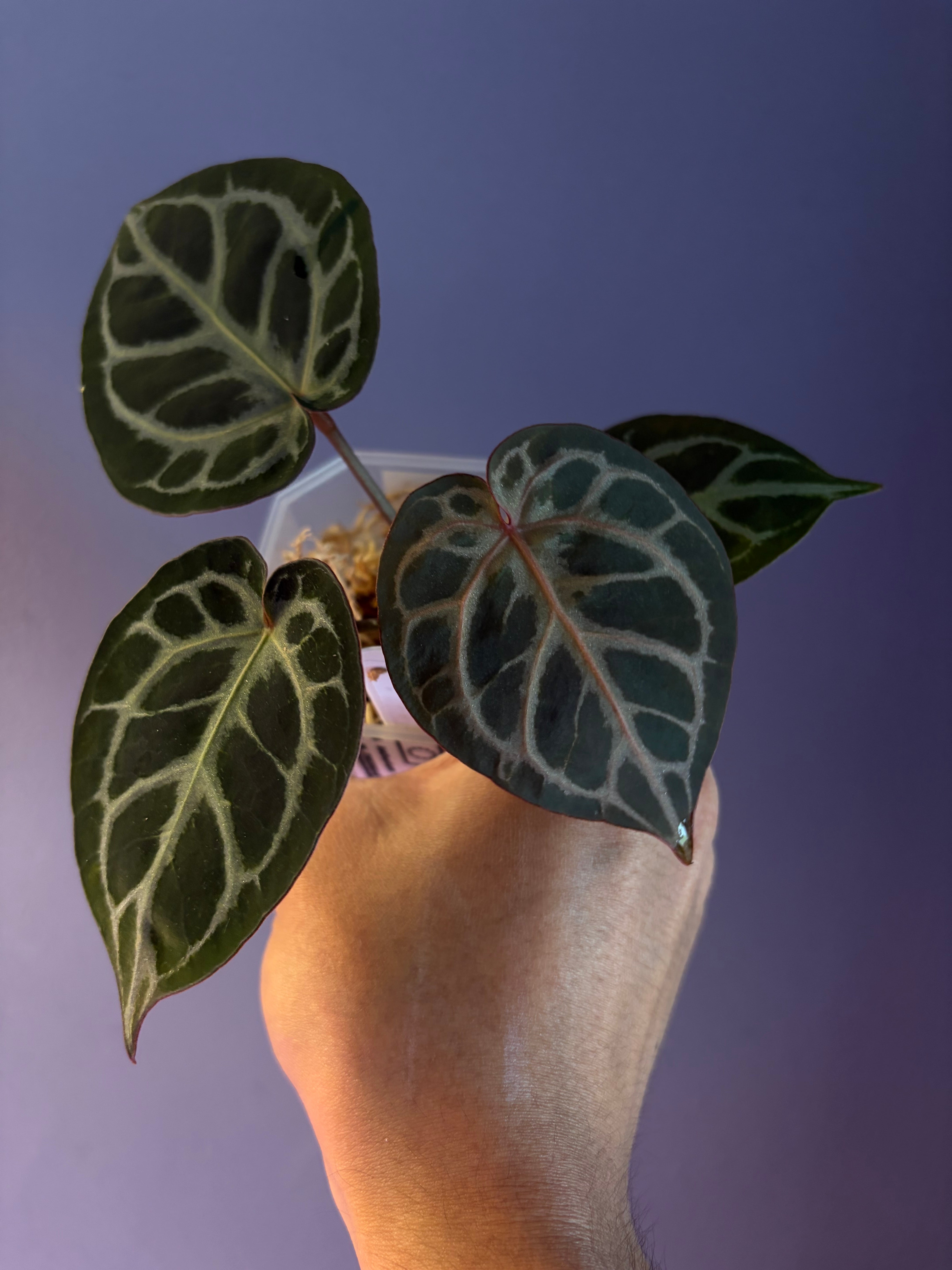 Anthurium 'Tiger Red' – Secret Foliage