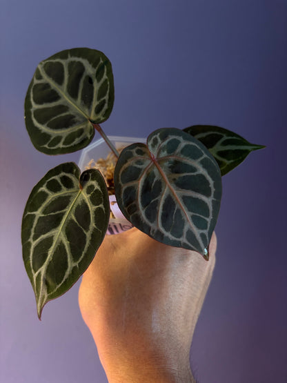 Anthurium ‘Tiger Red’