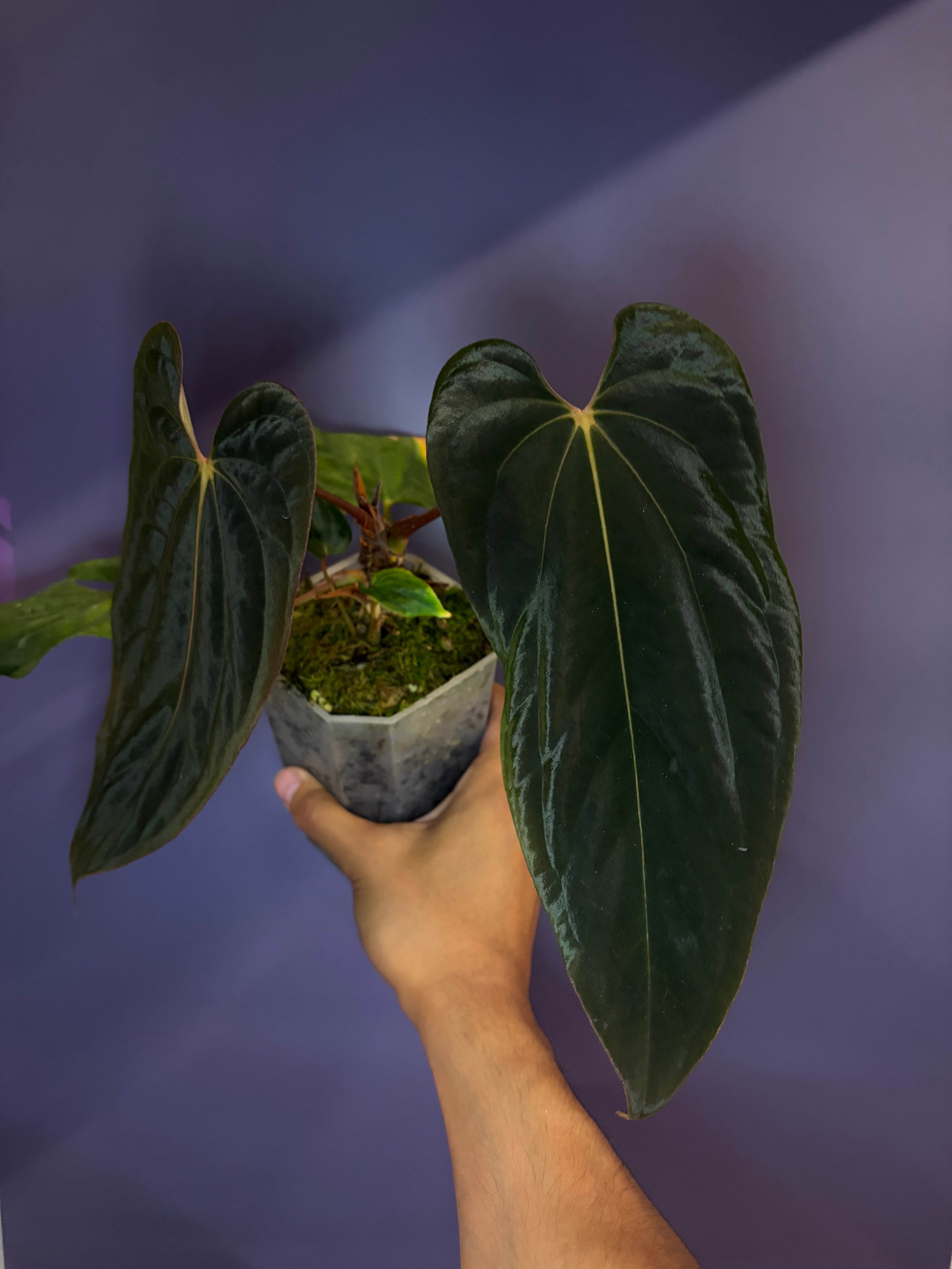 Anthurium 'Midnight Velvet' × antolakii [Tezula] – Secret Foliage