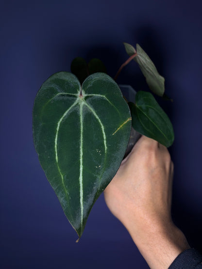 Anthurium carlablackiae [Scott × TS3]