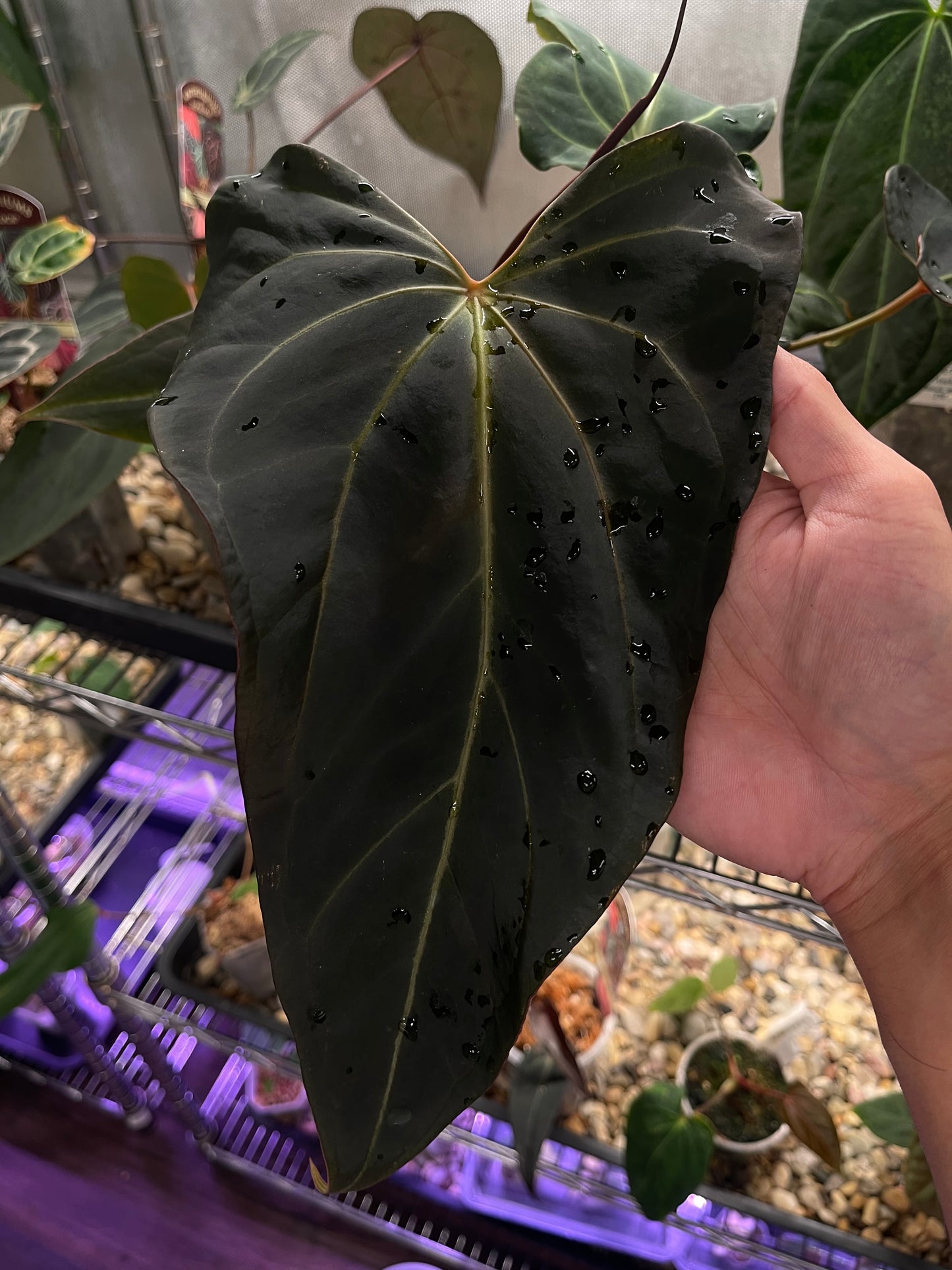 Docblock Dark & handsome ‘9’ × Red velvet cake ‘24’ - wide form (selected #3)