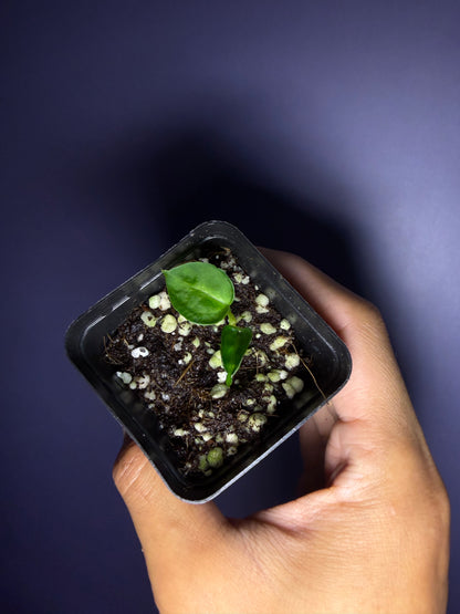 ‘Silver boogie’ × Crystallinum (‘black’ × ‘red’) #5