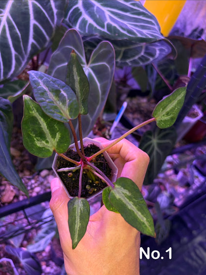 Anthurium Red Crystallinum ‘mutated’