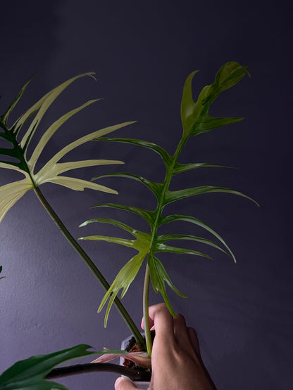 Philodendron Florida Beauty × Tortum Variegata