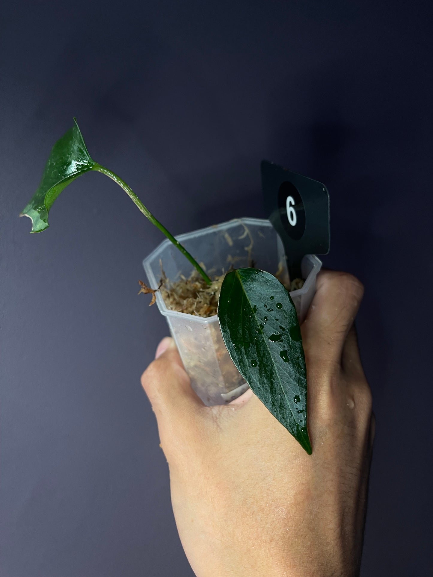 Anthurium ‘Black Sweet’ SF2