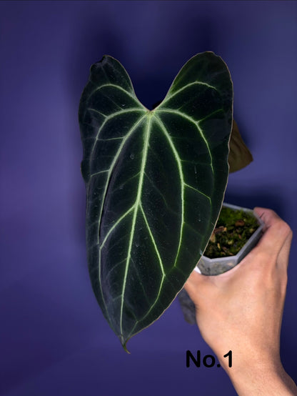Anthurium besseae aff. - open sinus